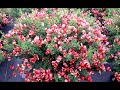 best flowering shrubs cytisus burkwoodii scotch broom