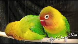 SUARA LOVEBIRD BETINA KONSLET || LOVEBIRD CERES BETINA KONSLET GACOR