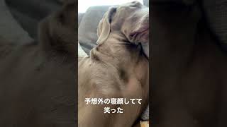 人間らしすぎる寝顔と寝姿に思わず爆笑😂 #dog #weimaraner #ワイマラナー #大型犬 #犬 #lupiloa