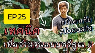 เทคนิค..เพิ่มจำนวนแบบทวีคูณ!! Alocasia อโลคาเซีย EP.25