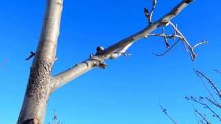 2014 Pear 2 Final post pruning