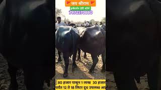 #dangaltv #म्हैस_बाजार #safarbazarachi #buffalomarket #viral_video #newapisode #today #ghodegaon