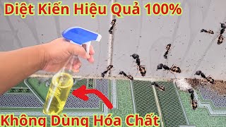 Hôm Nay Em Mới Phát Hiện Ra. Cách Diệt Kiến Không Còn 1 Con. Bằng Nhiên Liệu Tự Nhiên Không Độc Hại