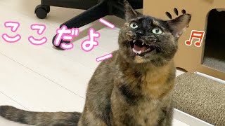 甘えたいアピールをするサビ猫モモちゃんが可愛すぎる…！