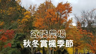 【武陵農場秋冬賞楓】武陵農場的秋冬季節是台灣最早楓紅的地方，可以賞楓還有各種花卉，優美花海金黃的銀杏林與浪漫的落羽松一片片，景色優美讓人著迷。