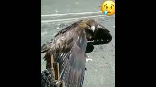 Орёл 🦅 умирает на ногах