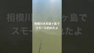 【相模川水系猿ヶ島】相模川で初めてスモール釣れたよ