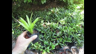 Trachycarpus palm seedling growth rate in 1 year