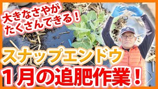 家庭菜園や農園のスナップエンドウ栽培でサヤがたくさんできる追肥の秘訣！追肥のタイミングや注意点とスナップエンドウの育て方！【農家直伝】