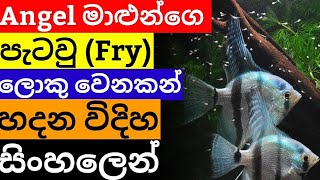 Angel fish Fry Care in Sinhala||The way to care Angel fry without dying in Sinhala...