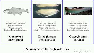 Poisson, ordre Osteoglossiformes scleropages fish royal sans nom aureus nigricans Mormyrops Modern