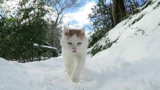 雪道散歩 2017　The cat walk snowy road 170209