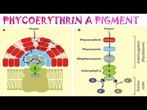 Which pigments contain a tetrapyrrole structure?