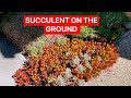 GROWING SUCCULENT ON THE GROUND | TỈA SEN ĐÁ | 다육식물 | 多肉植物 | SUCULENTAS