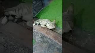 ചേച്ചി ഞാൻ കൊച്ചു കുട്ടിയാ.. 🐈🐈🐈 #funny #catlover #cutecat