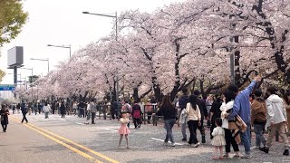 올해의 벚꽃엔딩은 바로 여기 ‘여의도 윤중로 벚꽃길’ 함께 봄바람 휘날리며 걸어요 4k 🌸