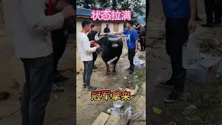 鬥牛 疯狂斗牛|bullfight ,crazy bullfight|đấu bò điên cuồng|adu banteng gila#乡村斗牛#斗牛#牛王争霸赛 #少数民族风情 #斗牛文化