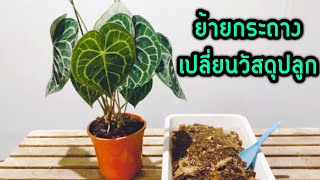 [ Rookie P ] In the Garden EP15 :  ย้ายกระถางหน้าวัวหัวใจลาย | Anthurium