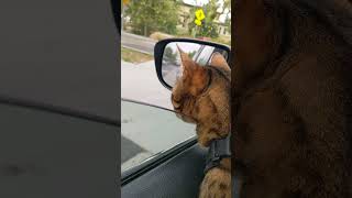 bengal cat and mini aussie just wanna see out of the window #shorts