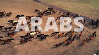Arab Culture and Traditions I Middle Eastern Music I Islamic Culture I Desert Sun Rise I Camel Train