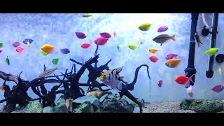 Beautiful Marine World Fish at Panchavadi, Chavakkad | Thrissur, Kerala Travel Vlog