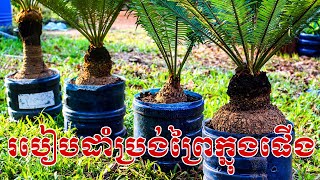 របៀបដាំប្រង់ព្រៃ/ប្រង់ព្រៃ/ប្រង់ខ្មែរ/CYCAS/ CYCAS(Cycadaceae)/CYCAS Plant / Cycas siamensis Miq