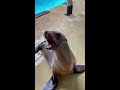 california sea lion vocals