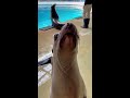 california sea lion vocals