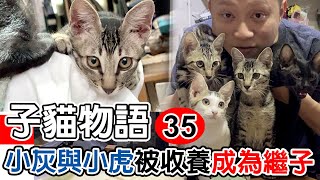 【#子貓物語 35】◀︎小虎小灰正式成為繼子▶︎  四小怪終需一別 新主人接小貓到新家了 改名成為毛筆墨汁貓 比卡超小黑咪難捨難離｜警告： 內含粗口及娃娃音旁白 ｜TIMBEE LO 窮遊達人4K中字