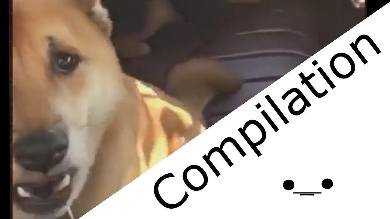 Dog Barking Compilation 1 Youtube