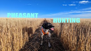 Walk in Access Program Colorado Pheasant hunting