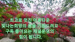 박진선 솔바람 희망시조 영상시 영산홍 꽃밭(영산홍 꽃밭에서  새소리 들으시며 힐링하세요 #희망시, #힐링시 ,#희망의봄,