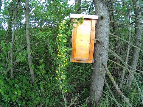Где и как ловить рой Где и как ловить рой