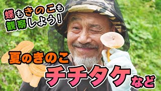 2022.7.18 【チチタケetc.】アイタケなどの夏きのこで作った味噌汁は美味かった！