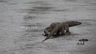 Jungle Zest - Indian Monitor Lizard