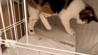 保護した猫に絡みつく信じられない長さの寄生虫