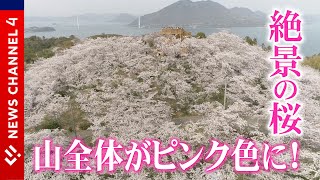 【絶景】桜の名所　2023プレイバック！＜NEWS CH.4＞