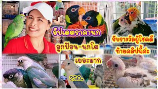 อัปเดตราคานก ลูกป้อน-นกโตเยอะมาก ร้านอันดามัน  จตุจักร มีนบุรี (คลิปนี้จับรางวัลให้ผู้โชคดีค่ะ)