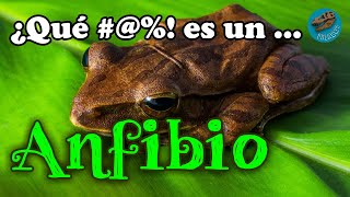 ¿Qué #@%! es un ANFIBIO?