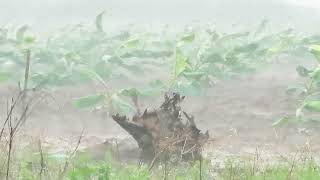 暴雨倾盆，乡下的路更泥泞。