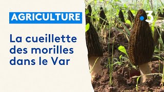 La culture de la morille à Pontevès dans le Var en plein essor