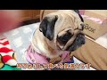 【ドギーボックス】おやつとおもちゃにパグ兄弟大興奮！！｜パグのぺろぽん兄弟pug犬｜