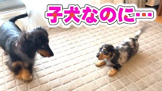 お迎え初日の子犬にビビりまくる先住犬【カニンヘンダックス】