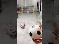 Let's play Football ⚽😺 #funny #viral #youtubeshorts #shorts #youtube #trending #pets