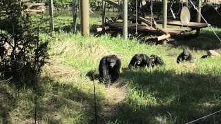 I'm a king of mischief! by Gin  俺はいたずらの王様だ！ジン　Chimpanzee  Tama Zoological Park