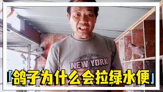 鸽子为什么会拉绿水便？很多鸽友都会非常头疼，农村大叔教你如何判断这几种情况！【农村达叔】