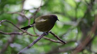 Male korimako - Tiritiri Matangi Island (calling)