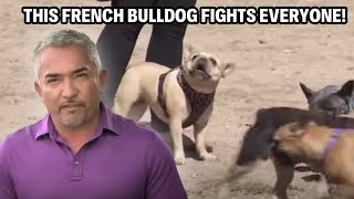 French Bulldog Unleashes Total Chaos, Attacks Dogs Face-to-Face! | Cesar 911 Throwbacks