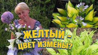 Жёлтые хосты, виридесцентные и лютесцентные сорта