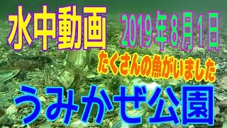 水中動画（2019年8月1日）in うみかぜ公園